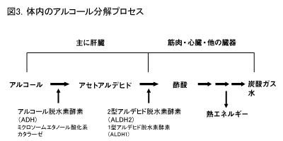 体内のアルコール分解プロセス